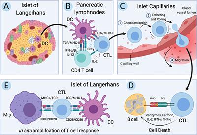 Use of Induced Pluripotent Stem Cells to Build Isogenic Systems and Investigate Type 1 Diabetes